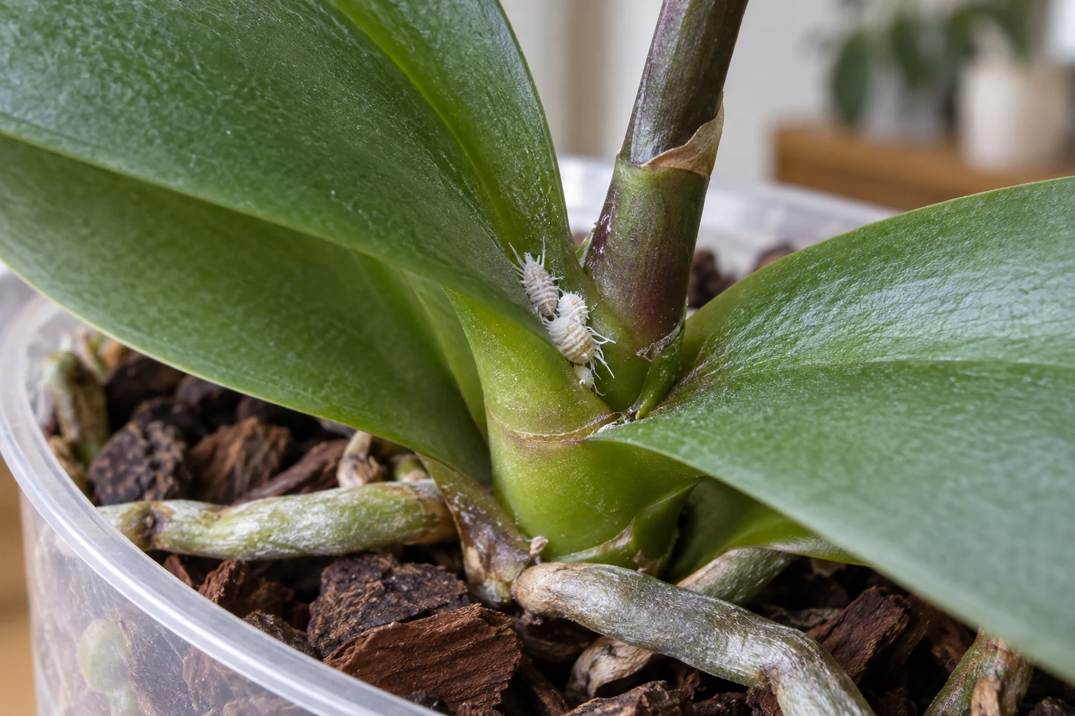 Primer plano de bultos blancos algodonosos en una Phalaenopsis