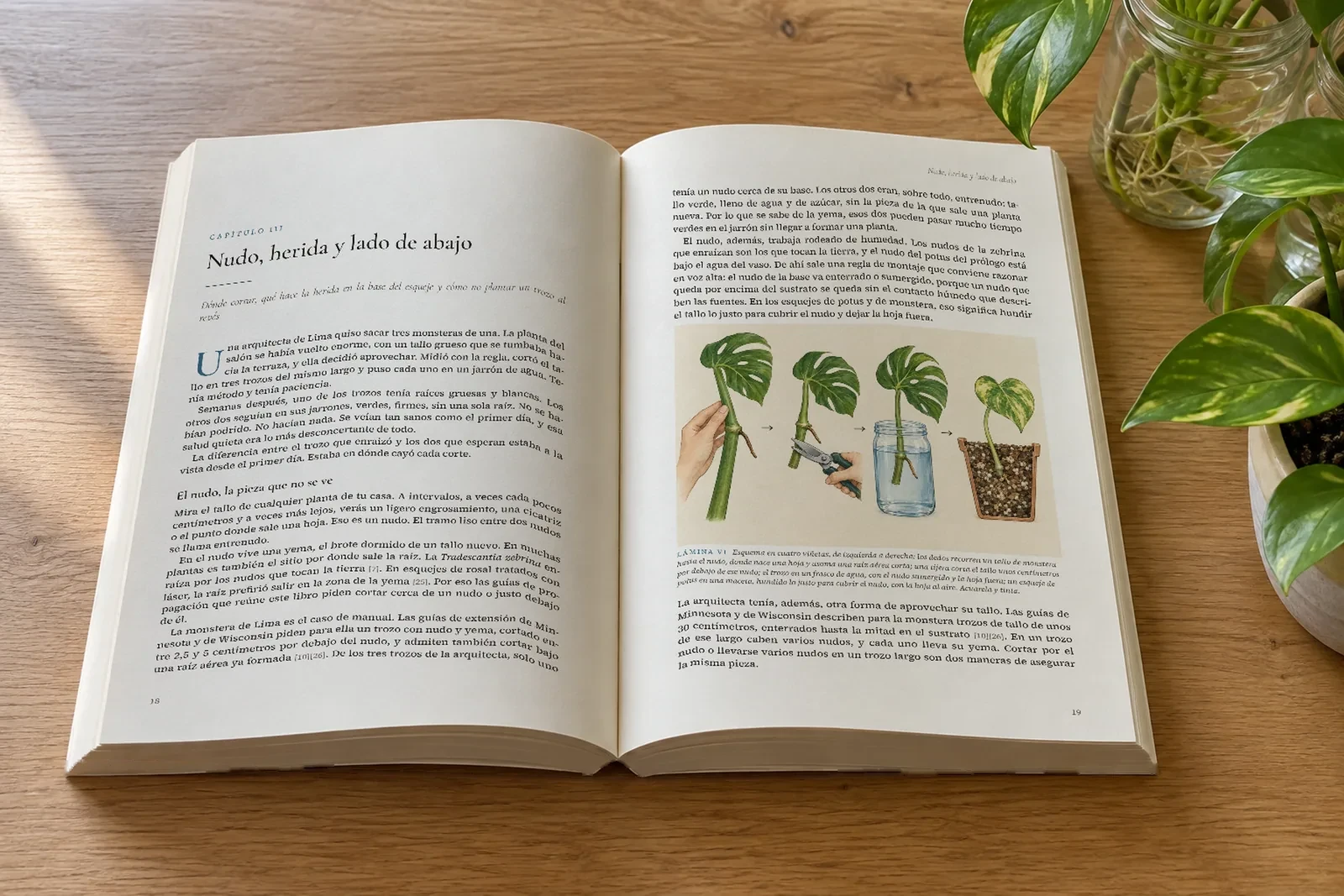 De una planta hice veinte abierto: páginas con láminas y texto