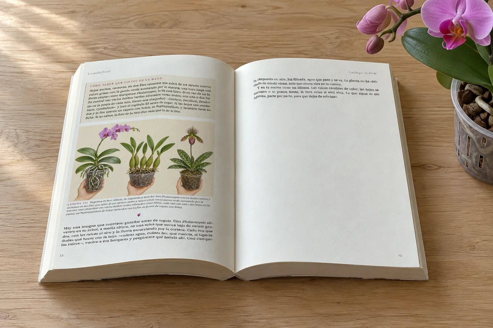 La orquídea floreció abierto, con sus láminas